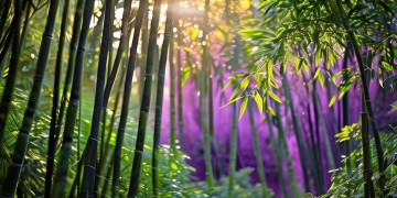 紫竹苑物业到底什么时候通知？
